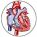 Améliore la performance cardiovasculaire et cardiaque